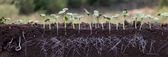 post-algas-en-balsas-de-riego-raices-imcur-www.imcur.com